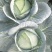 福建漳浦【包菜】量大从优全国供货质量保证价位便宜