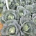 福建漳浦【包菜】量大从优全国供货质量保证价位便宜