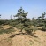 泰山黑松造型松，迎客松自家基地大量现货诚信经营