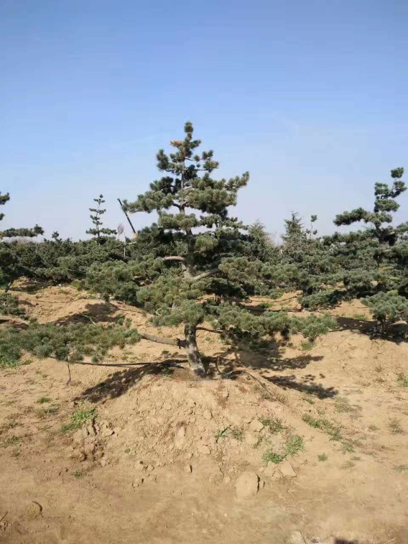 泰山黑松造型松，迎客松自家基地大量现货诚信经营