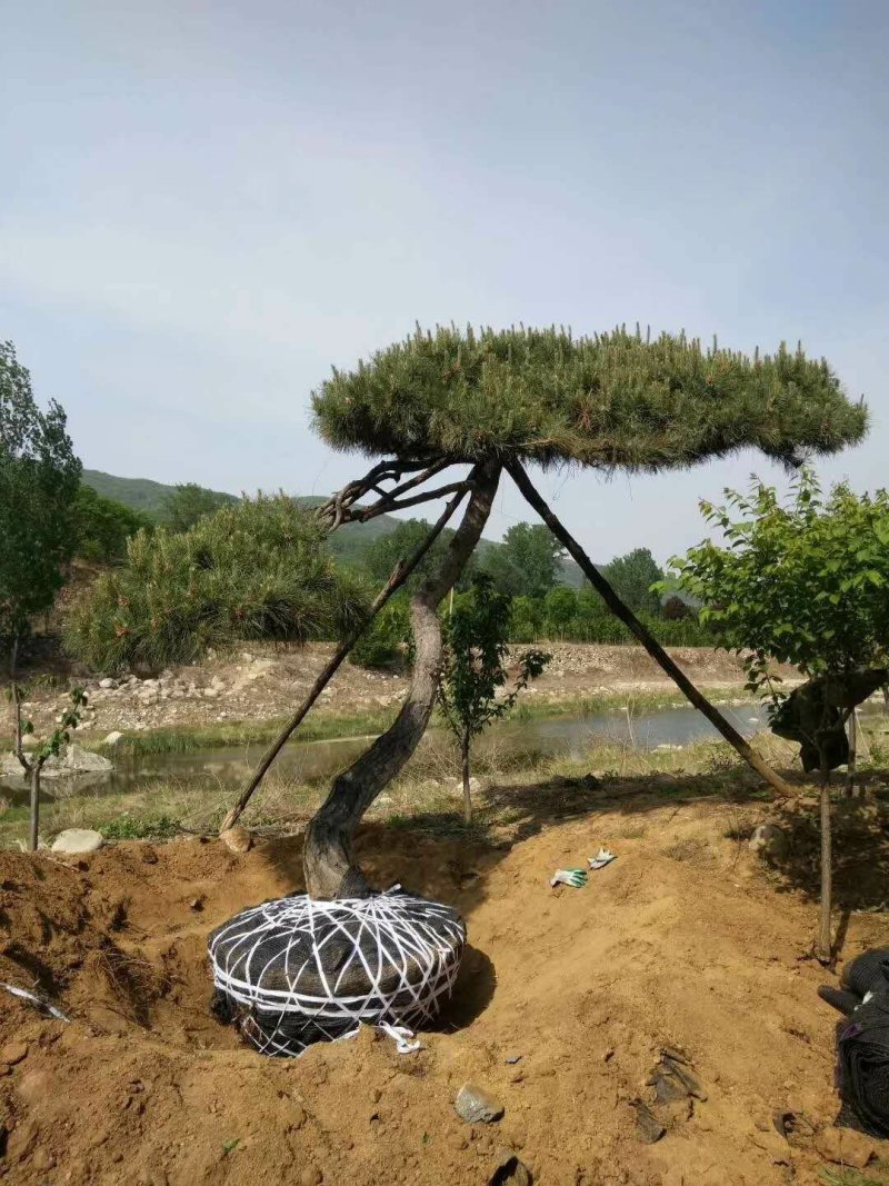 泰山黑松造型松，迎客松自家基地大量现货诚信经营