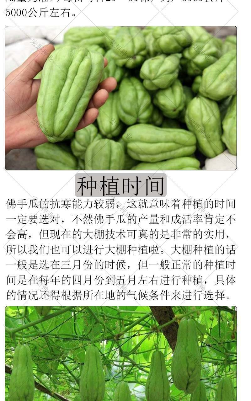 佛手瓜种籽佛手瓜种子种苗佛手瓜瓜种瓜苗秋种佛手