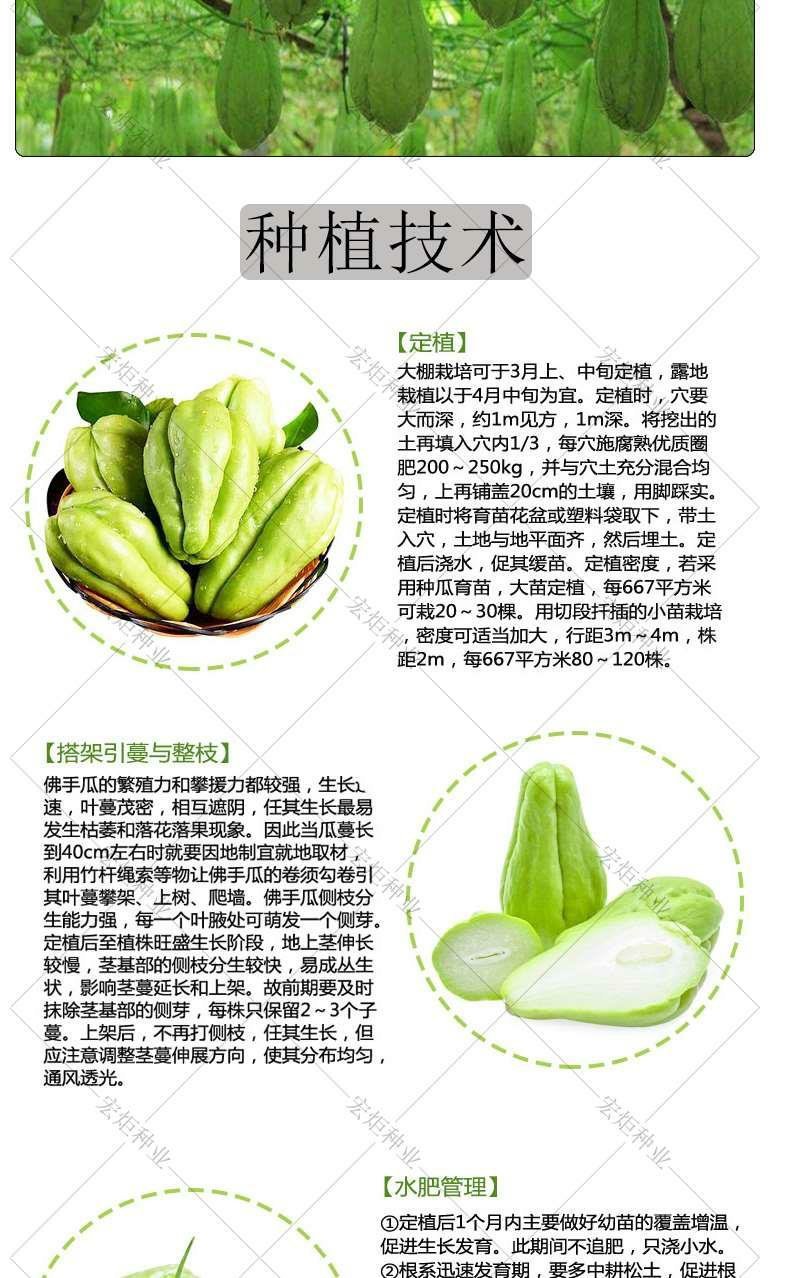 佛手瓜种籽佛手瓜种子种苗佛手瓜瓜种瓜苗秋种佛手