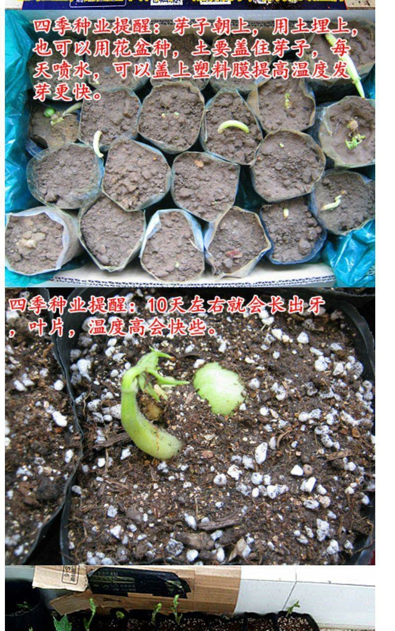 佛手瓜种籽佛手瓜种子种苗佛手瓜瓜种瓜苗秋种佛手