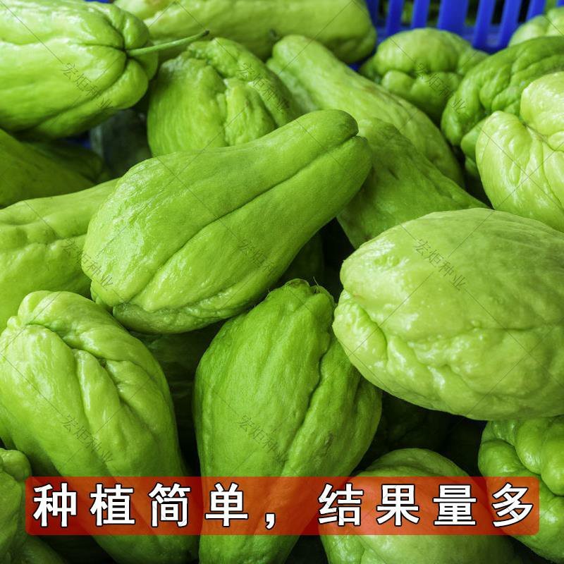佛手瓜种籽佛手瓜种子种苗佛手瓜瓜种瓜苗秋种佛手