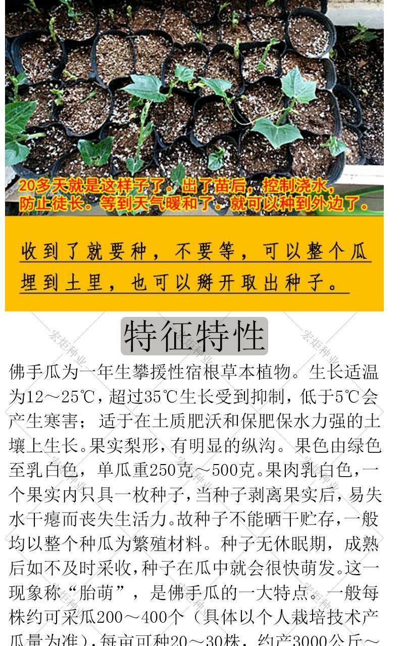 佛手瓜种籽佛手瓜种子种苗佛手瓜瓜种瓜苗秋种佛手