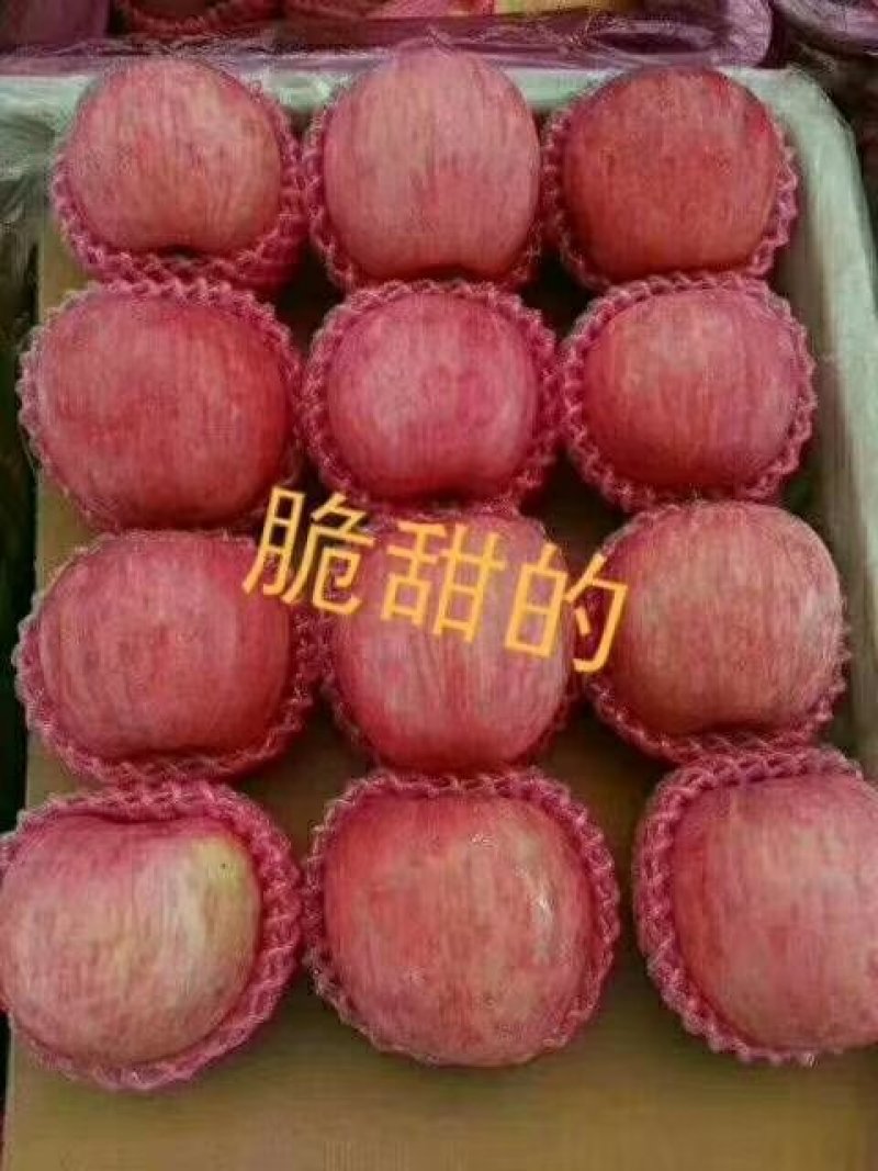 山东纸袋红富士苹果产地货源充足，质量保证