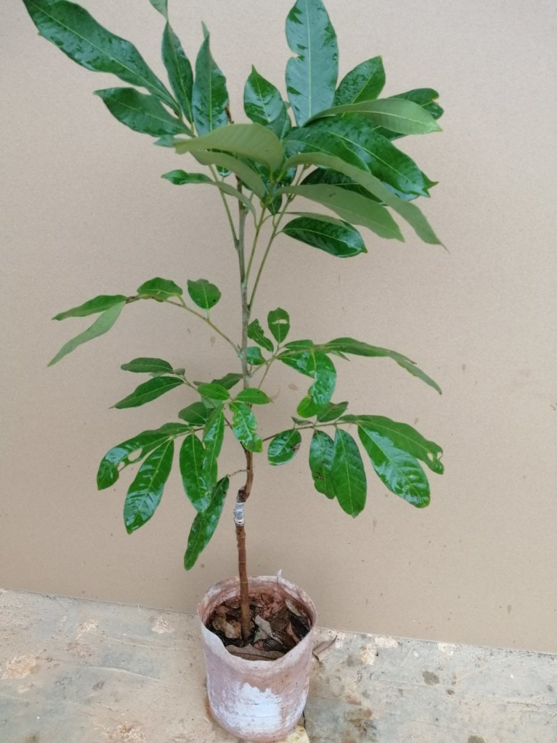 龙眼树苗桂圆苗嫁接苗石硖龙眼储良龙眼四季可种南方果苗地栽