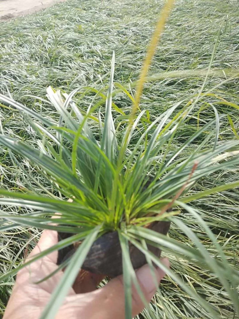 【正宗新鲜麦冬草】耐寒，易存活欢迎实地考察订购