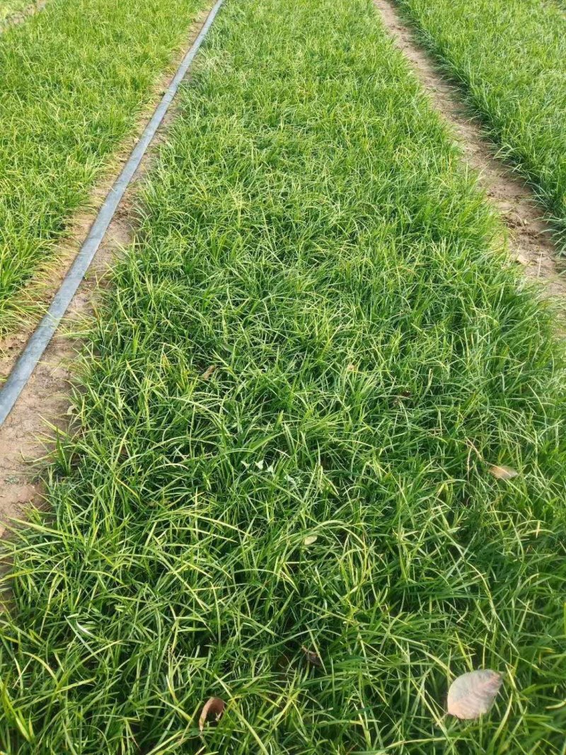 【正宗新鲜麦冬草】耐寒，易存活欢迎实地考察订购