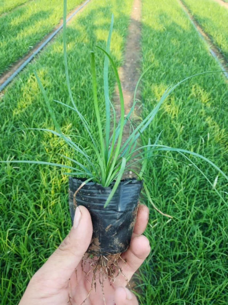 【正宗新鲜麦冬草】耐寒，易存活欢迎实地考察订购