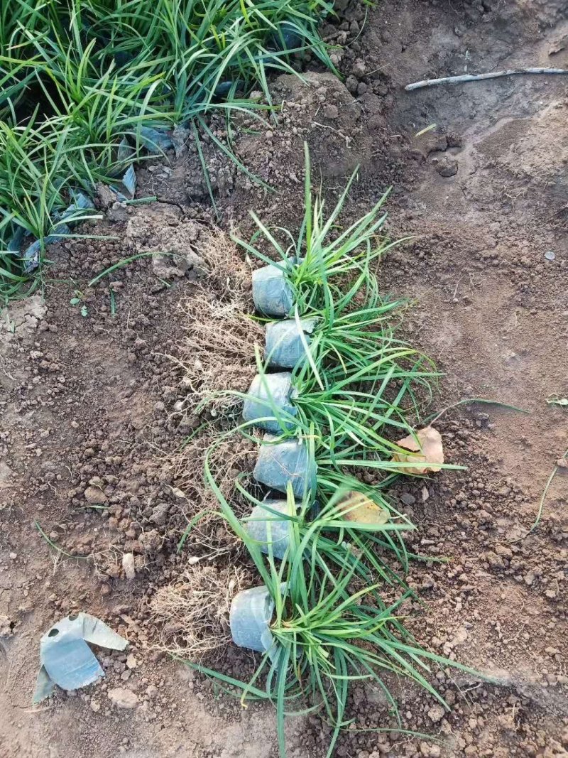 【正宗新鲜麦冬草】耐寒，易存活欢迎实地考察订购
