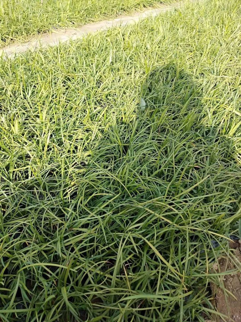 【正宗新鲜麦冬草】耐寒，易存活欢迎实地考察订购
