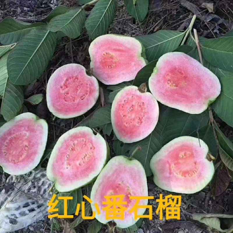 番石榴苗嫁接特大珍珠白心红心芭乐树苗宝石无籽四季果树当年