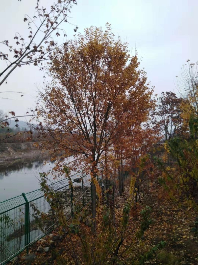 五角枫树苗【五角枫】各种规格，自家苗木基地