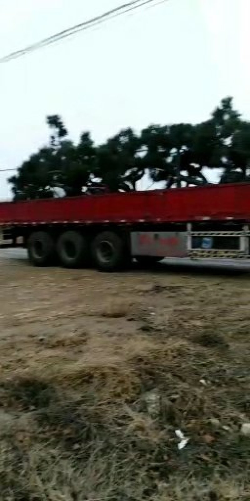 五角枫树苗【五角枫】各种规格，自家苗木基地