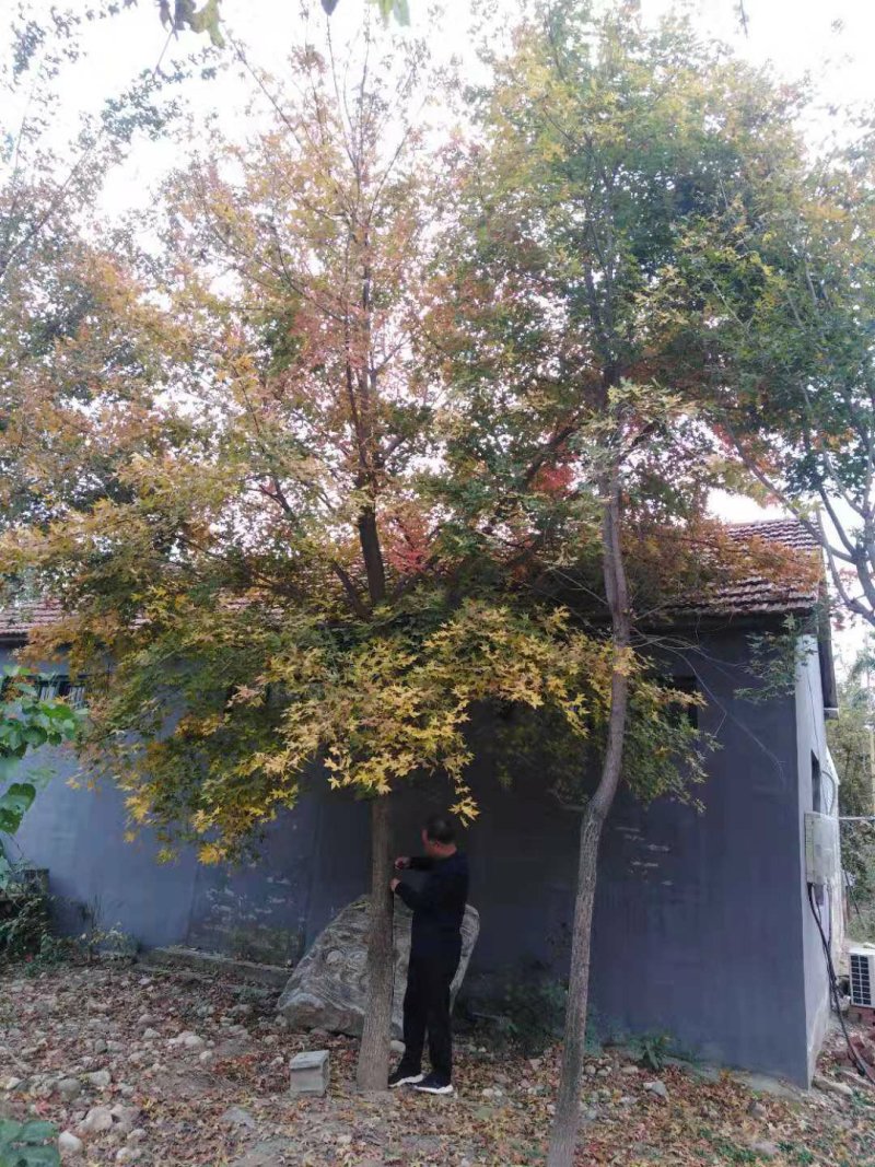 五角枫树苗【五角枫】各种规格，自家苗木基地