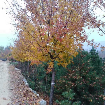 五角枫树苗【五角枫】各种规格，自家苗木基地