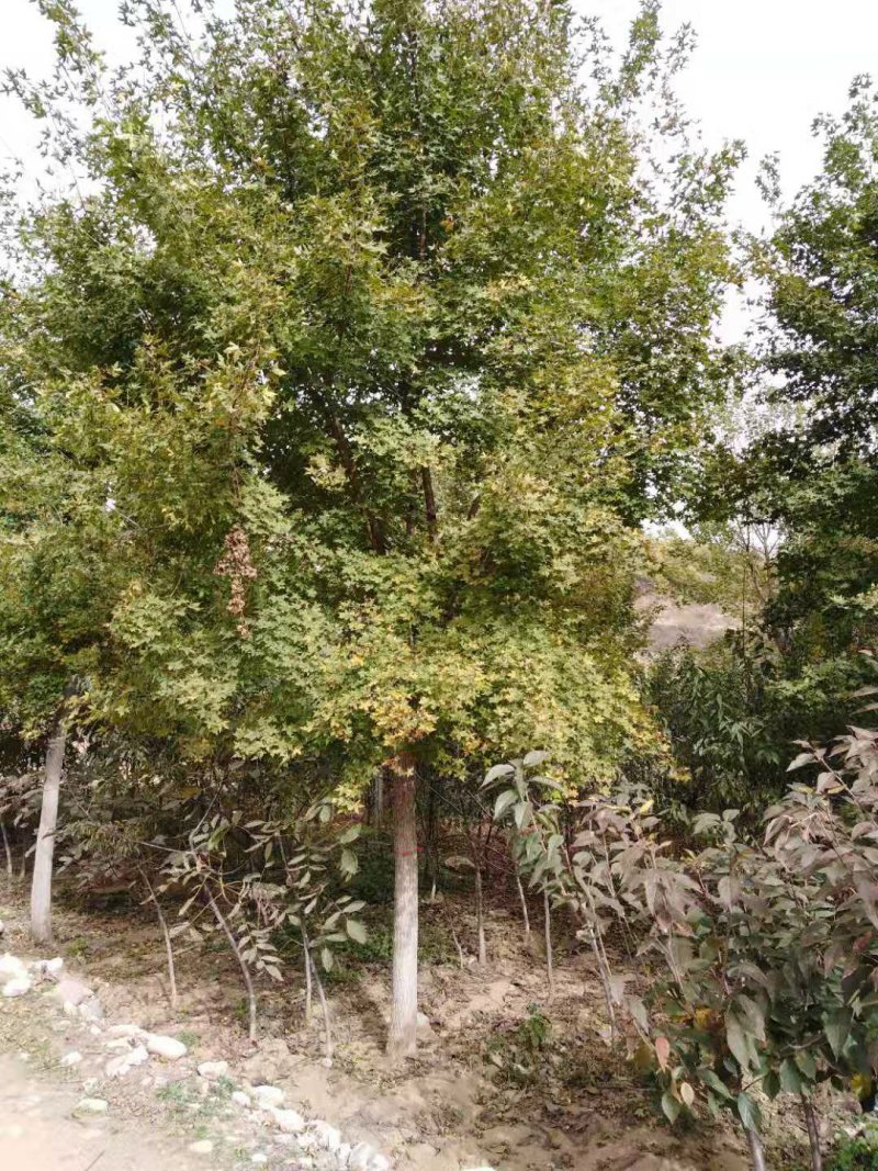五角枫树苗【五角枫】各种规格，自家苗木基地