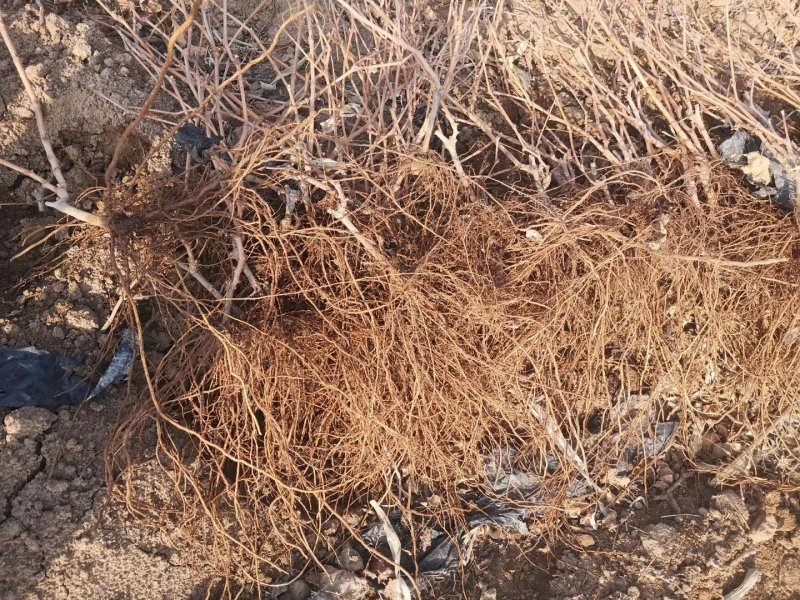 甜蜜蓝宝石葡萄苗假一赔十现挖现卖保纯度质量