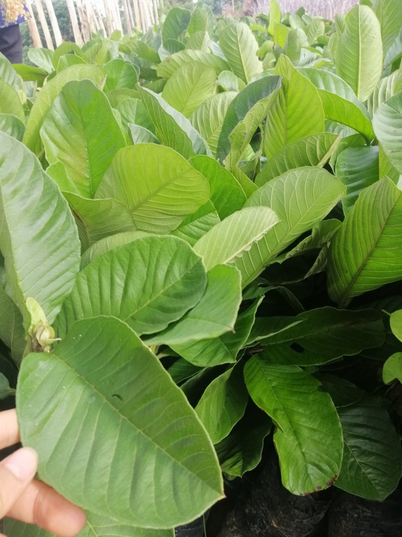 红宝石番石榴树苗西瓜芭乐（带营养杯泥土）