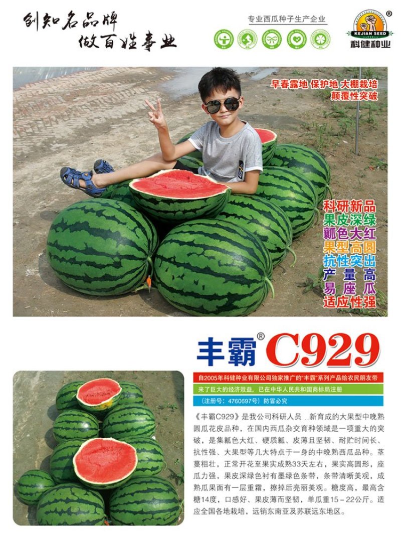 丰霸C929西瓜种子圆瓜皮薄超甜中晚熟高产抗病东北大地雷