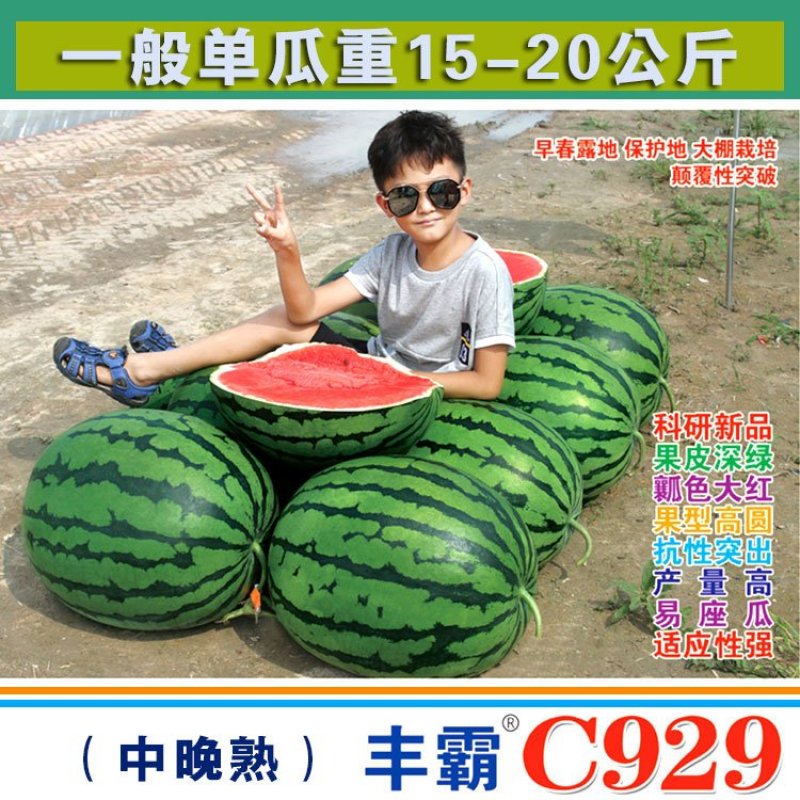 丰霸C929西瓜种子圆瓜皮薄超甜中晚熟高产抗病东北大地雷