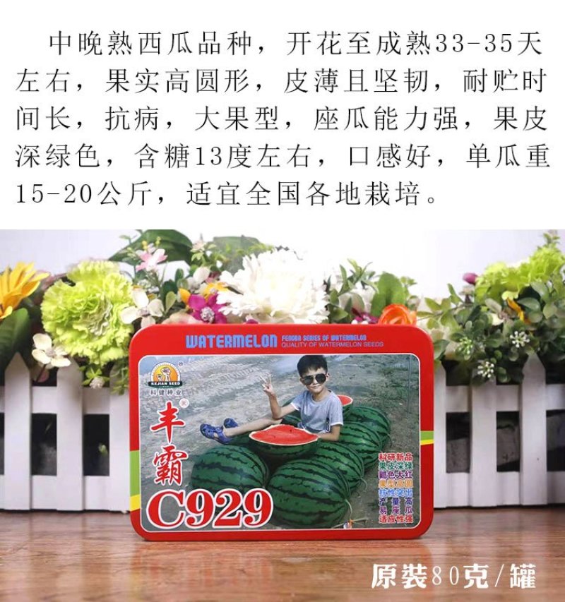 丰霸C929西瓜种子圆瓜皮薄超甜中晚熟高产抗病东北大地雷