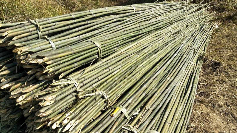 竹竿6.5米，生长于高海拔温差大的六龙山脉，结实耐用。