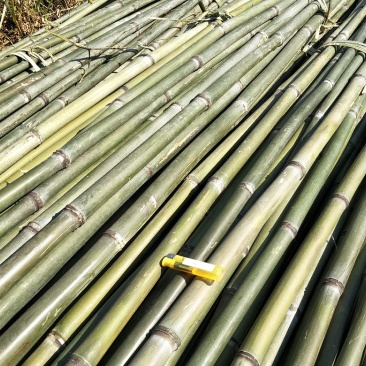 竹竿6.5米，生长于高海拔温差大的六龙山脉，结实耐用。