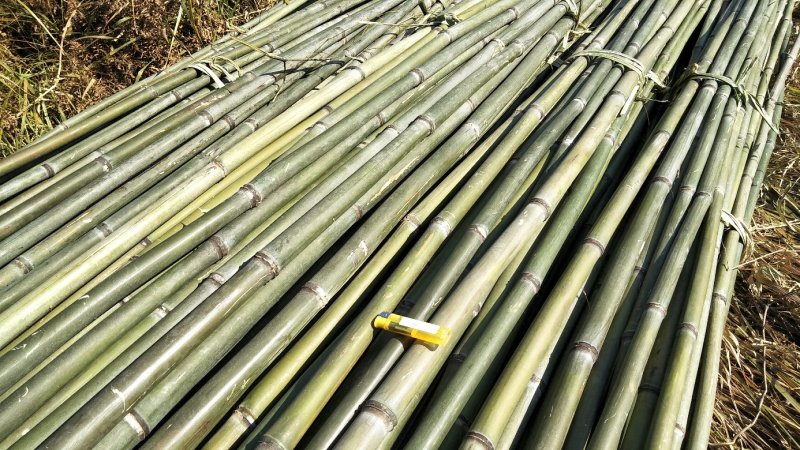 竹竿6.5米，生长于高海拔温差大的六龙山脉，结实耐用。