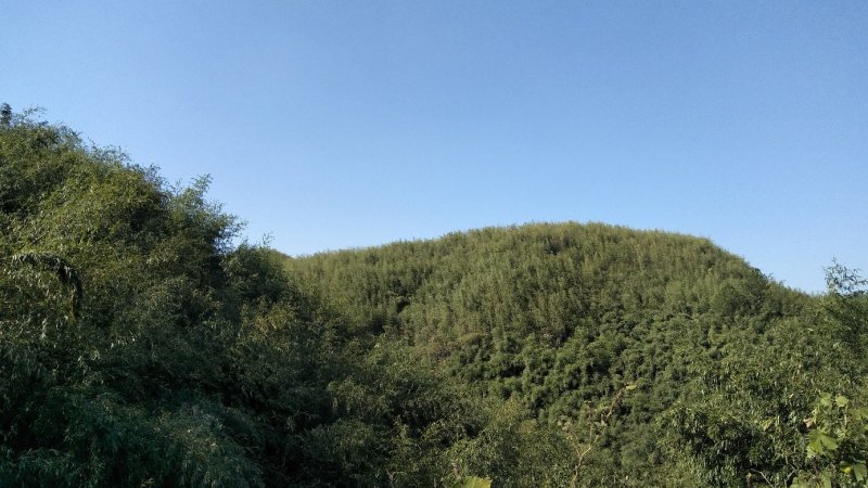 竹竿8米，是制作各种编织品优良资源