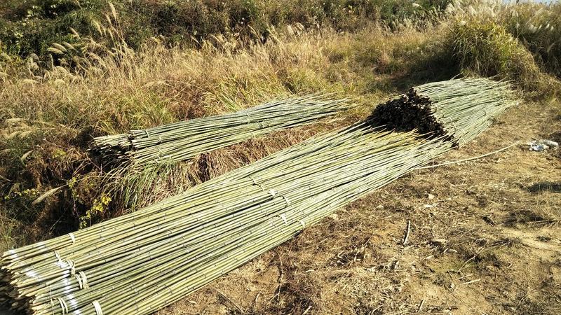 竹竿8米，是制作各种编织品优良资源