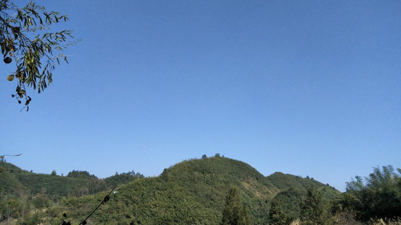 竹竿，菜架竿，篱笆竿，彩旗杆，长度2.5米