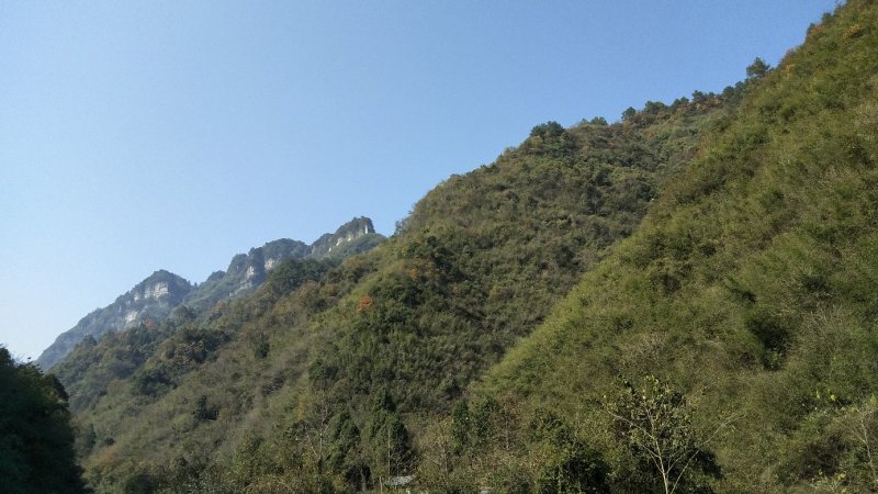 竹竿，菜架竿，篱笆竿，彩旗杆，长度2.5米