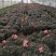 樱桃红杜鹃四季开花花开鲜艳