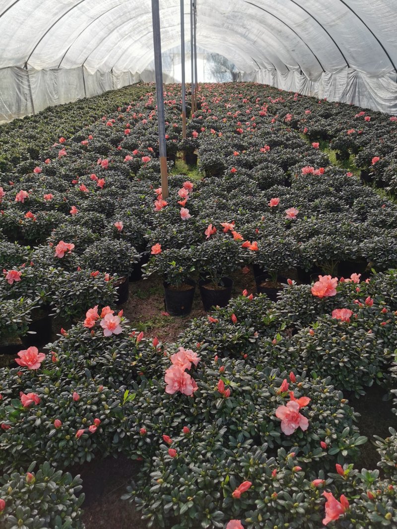 樱桃红杜鹃四季开花花开鲜艳