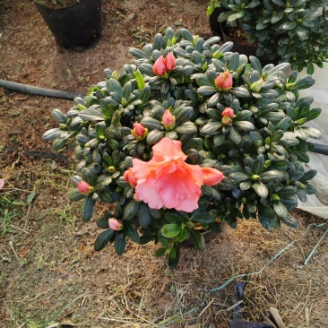 樱桃红杜鹃四季开花花开鲜艳