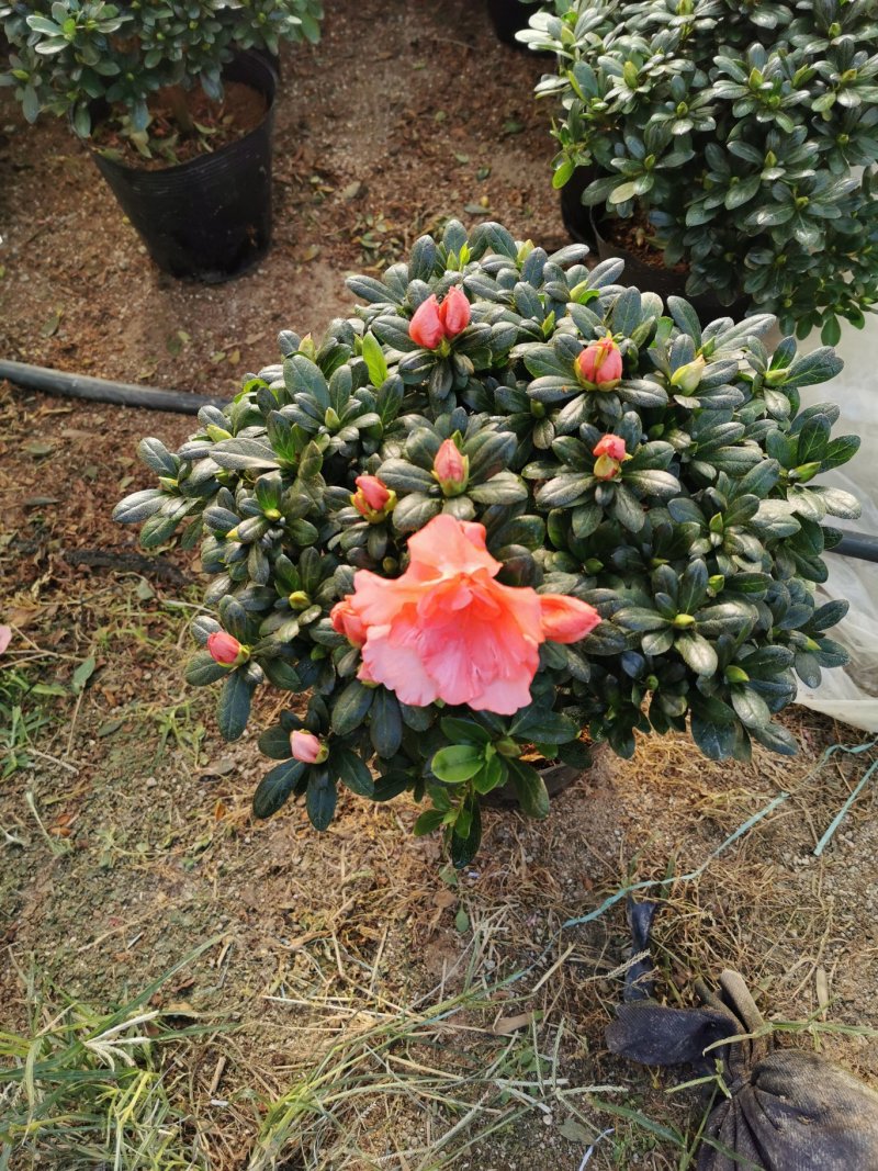 樱桃红杜鹃四季开花花开鲜艳