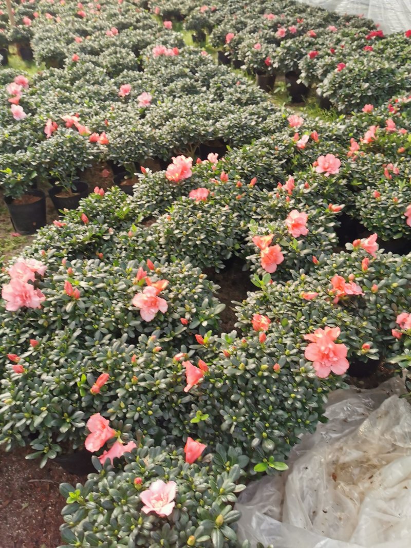 樱桃红杜鹃四季开花花开鲜艳