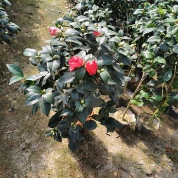 赤丹红茶花（六角大红）花苞多