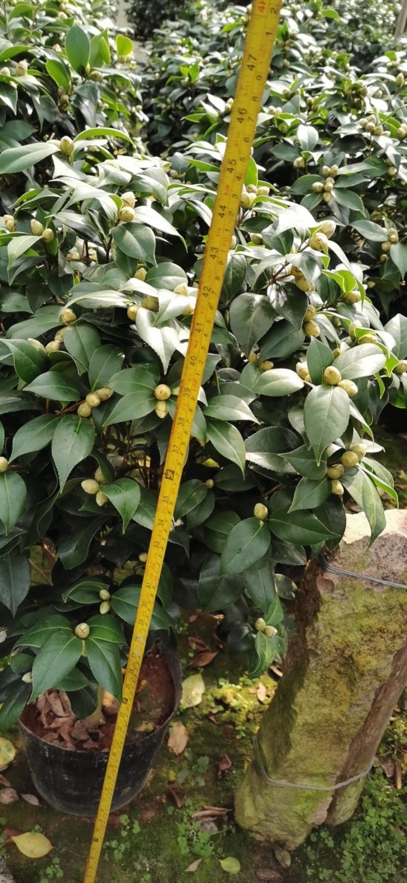 赤丹红茶花（六角大红）花苞多