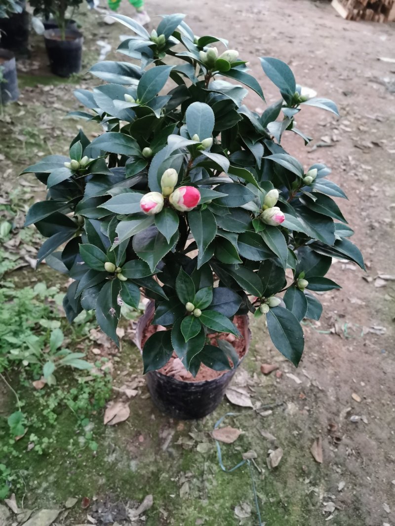 赤丹红茶花（六角大红）花苞多