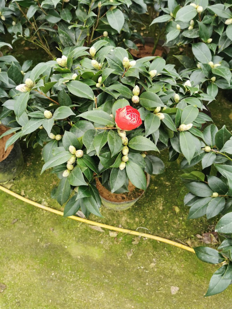 赤丹红茶花（六角大红）花苞多