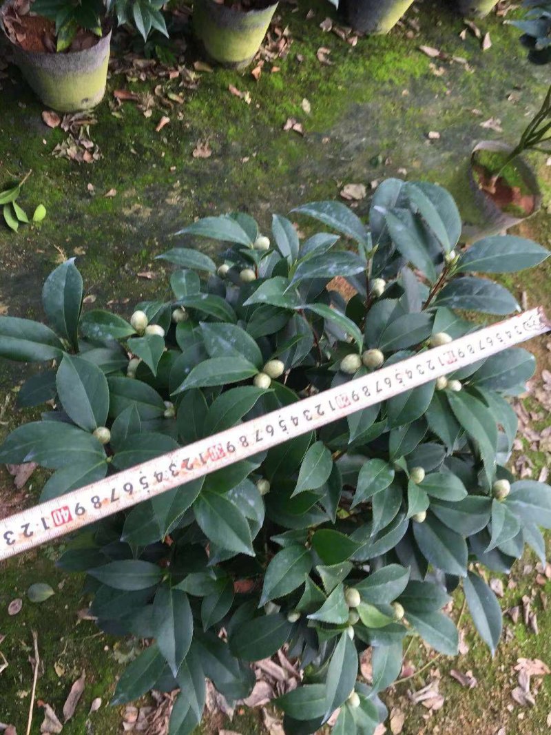 五色赤丹茶花开花多色花苞多多