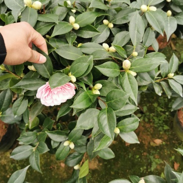 五色赤丹茶花开花多色花苞多多