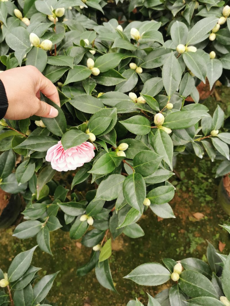 五色赤丹茶花开花多色花苞多多