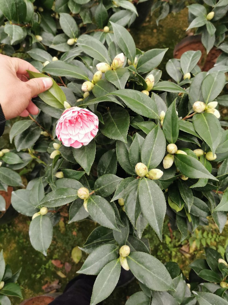 五色赤丹茶花开花多色花苞多多