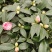 五色赤丹茶花开花多色花苞多多