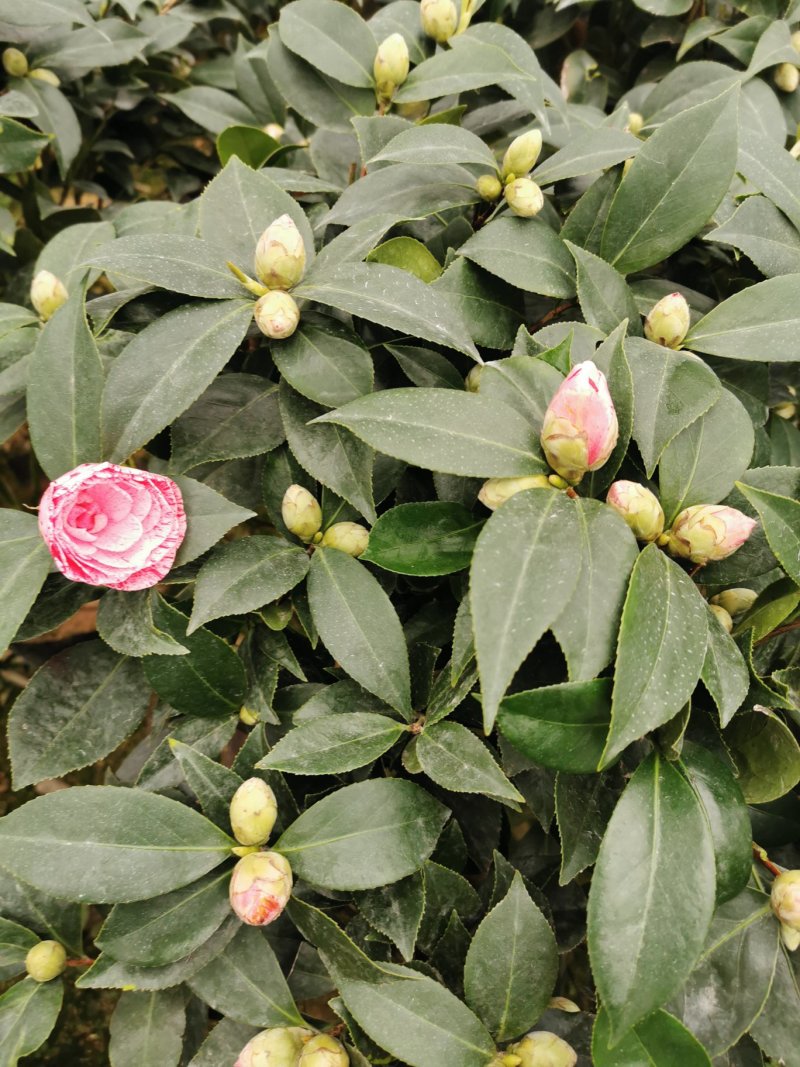 五色赤丹茶花开花多色花苞多多